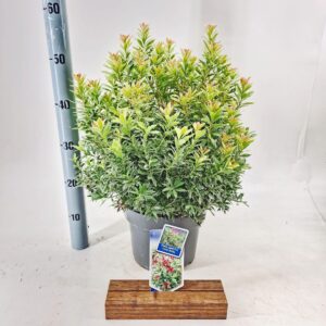 Pieris japonica Little Goldy ('Opstal 65'PBR)
(1 Plants/Order)(23cmP 50cmH)