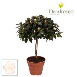 Rhododendron White Vogel Azalea Flandresse® stam 'wit' 20 22 cm
(8 Plants/Order)(13cmP 45cmH)