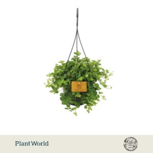 Peperomia rotundifolia 15cm HP
(5 Plants/Order)(15cmP 25cmH)