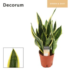 Sansevieria Futura Superba
(7 Plants/Order)(14cmP 40cmH)