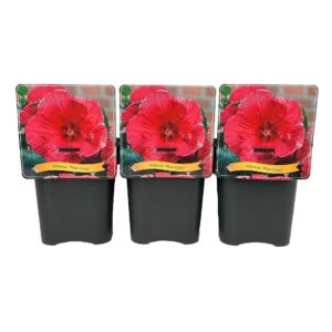 Hibiscus Plum Crazy' C5
(1 Plants/Order)(21cmP 35cmH)