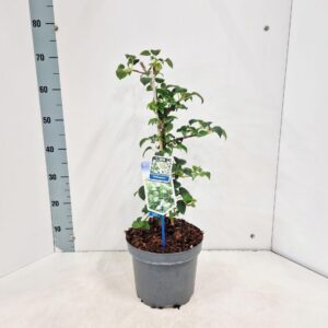 Hydrangea anomala petiolaris --gestokt 60 cm
(1 Plants/Order)(23cmP 65cmH)
