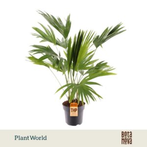 Livistona rotundifolia
(1 Plants/Order)(21cmP 100cmH)
