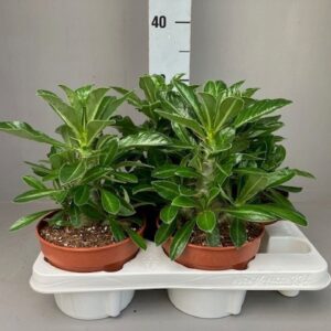 Pachypodium saundersii Pachypodium Saundersii
(4 Plants/Order)(15cmP 20cmH)