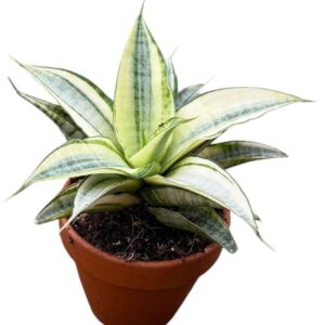 Sansevieria other Gabriella Variegata
(14 Plants/Order)(8cmP 15cmH)