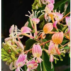 Lonicera henryi Lonicera henryi 'Marinella' 80CMC2
(10 Plants/Order)(17cmP 100cmH)