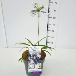 Agapanthus Agapanthus afr. 'Twister' C5
(1 Plants/Order)(23cmP 50cmH)