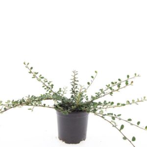 Cotoneaster procumbens Queen of Ca
(8 Plants/Order)(14cmP 25cmH)