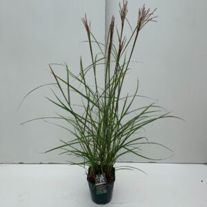 Miscanthus sinensis Ferner Osten
(1 Plants/Order)(23cmP 70cmH)