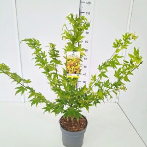Acer palmatum Acer palm. 'Orange Dream' 60-80C7
(1 Plants/Order)(25cmP 80cmH)