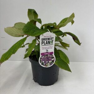 Hydrangea aspera Macrophylla
(1 Plants/Order)(19cmP 30cmH)