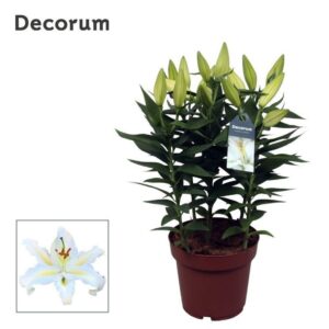 Lilium White Starlight OR 19cm
(5 Plants/Order)(19cmP 60cmH)