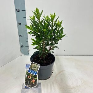 Arbutus unedo Mercurius ('Bocarm'PBR)
(1 Plants/Order)(17cmP 35cmH)