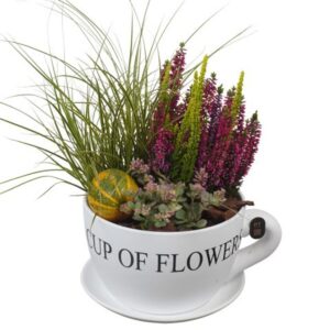 Arrangementen Garden plants PTHO7682 Arrangement Autumn Outdoor in Ceramics kop and schotel
(3 Plants/Order)(24cmP 37cmH)