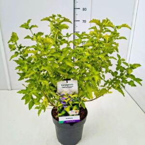 Caryopteris x clandonensis Caryopteris cland. 'Hint of Gold' 40-50C5
(1 Plants/Order)(23cmP 60cmH)