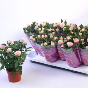 Rosa Baby Jewel Rosa Baby Jewel Beau Monde Light Pink (10,5 cm)
(12 Plants/Order)(10.5cmP 25cmH)