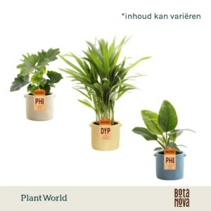 Indoor plants Groenmix Corfu 14 cm in Pot Charlotte
(6 Plants/Order)(14cmP 35cmH)