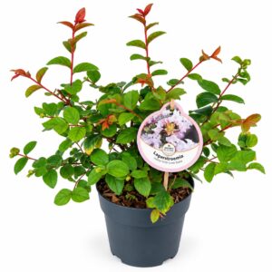 Lagerstroemia indica Lagerstroemia indica With Love Babe ('Milaperl'PBR)
(1 Plants/Order)(17cmP 35cmH)