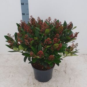 Skimmia japonica Rubella 23cm 40+ Flower
(1 Plants/Order)(23cmP 50cmH)