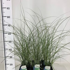 Miscanthus sinensis Gracillimus Miscanthus sin. Gracillimus
(6 Plants/Order)(17cmP 60cmH)