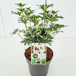 Choisya ternata Choisya 'Greenfingers' 30-40C5
(1 Plants/Order)(23cmP 50cmH)