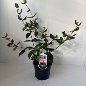 Viburnum burkwoodii
(1 Plants/Order)(19cmP 45cmH)