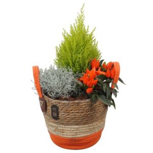 Arrangementen Garden plants PTHO7544 Arrangement Autumn Outdoor in rieten mand
(1 Plants/Order)(21cmP 44cmH)