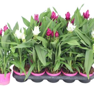 Curcuma 12cm mix 2 Colours
(10 Plants/Order)(12cmP 55cmH)