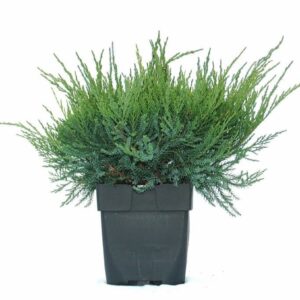Juniperus x pfitzeriana MINT Julep
(6 Plants/Order)(17cmP 45cmH)