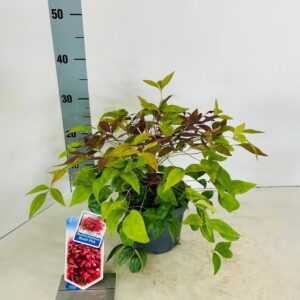 Nandina Blush Pink domestica
(1 Plants/Order)(17cmP 30cmH)