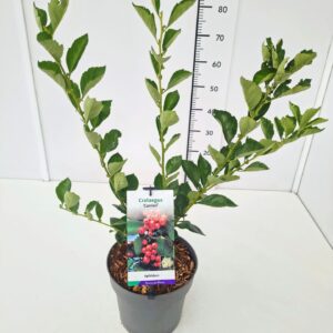Crataegus x lavallei Carrierei Crataegus lav. 'Carrierei' 60-80C7 
(1 Plants/Order)(25cmP 80cmH)