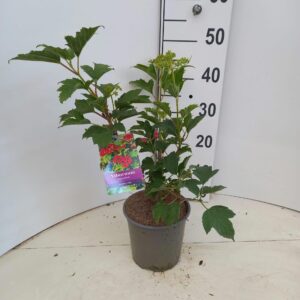 Viburnum Compactum opulus
(1 Plants/Order)(17cmP 45cmH)