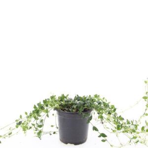 Vinca minor Gertrude Jekyll
(8 Plants/Order)(14cmP 25cmH)