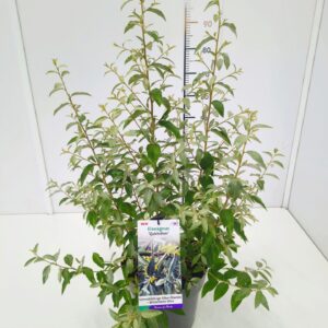 Elaeagnus Elaeagnus 'Quicksilver' 80-100C10
(1 Plants/Order)(28cmP 100cmH)