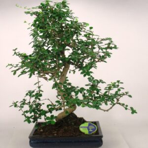 Bonsai Carmona macrophylla, 35cm., shape, without drip tray
(1 Plants/Order)(35cmP 50cmH)