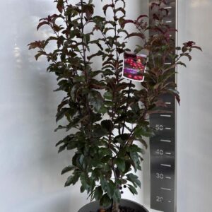 Malus Veitch's Scarlet'
(1 Plants/Order)(29cmP 110cmH)