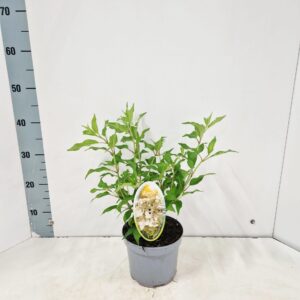 Hydrangea paniculata Kyushu
(1 Plants/Order)(17cmP 40cmH)