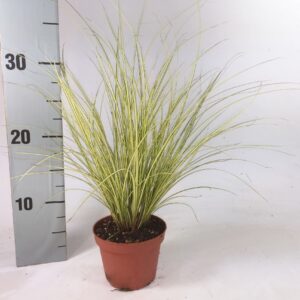 Carex Jenneke Carex brunnea Jenneke p10,5
(12 Plants/Order)(10.5cmP 25cmH)