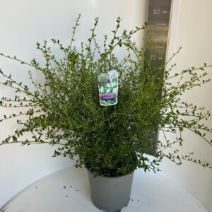Ceanothus thyrsiflorus Millerton Point'
(1 Plants/Order)(29cmP 75cmH)