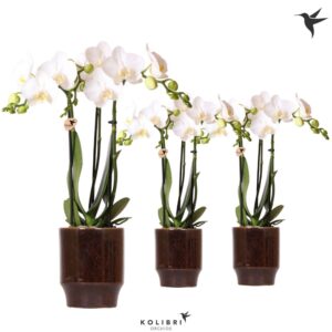 Phalaenopsis Multiflora white 3 spike in Classy Pot brown
(8 Plants/Order)(9cmP 40cmH)