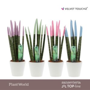 Sansevieria Cylindrica VELVET TOUCHZ® Pastel mix in Ceramics R'dam
(11 Plants/Order)(8.5cmP 32cmH)