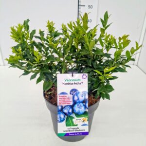 Vaccinium corymbosum Vaccinium cor. 'Hortblue Petite' 40-60C7
(1 Plants/Order)(25cmP 60cmH)