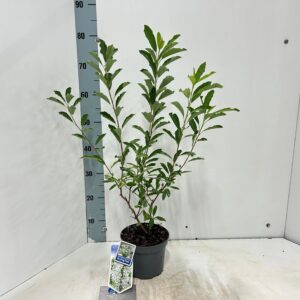 Exochorda racemosa Blushing Pearl (Huibl'PBR)
(1 Plants/Order)(17cmP 75cmH)