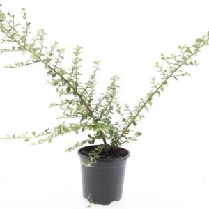 Cotoneaster suecicus Coral Beauty
(8 Plants/Order)(14cmP 10cmH)