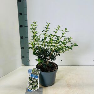 Osmanthus burkwoodii
(1 Plants/Order)(17cmP 40cmH)