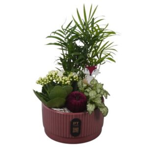 Arrangement kamer PTHI3208 Arrangement Autumn Indoor in Ceramics schaal
(6 Plants/Order)(16cmP 28cmH)