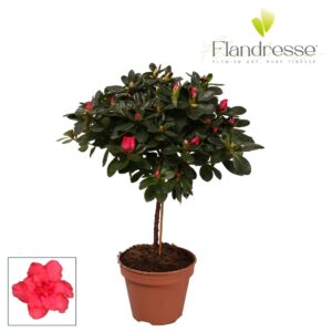 Rhododendron Jimmy Azalea Flandresse® stam 'rood' 20 22 cm
(8 Plants/Order)(13cmP 45cmH)