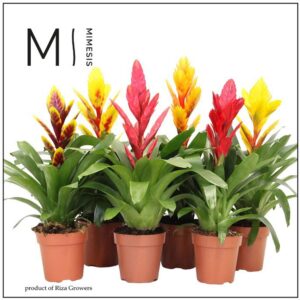 Vriesea mixed Intenso 12cm Mimesis
(10 Plants/Order)(12cmP 45cmH)