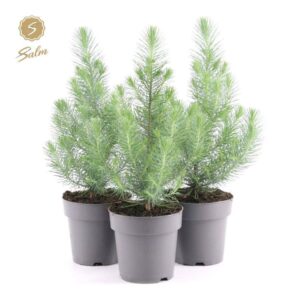 Pinus pinea Silver Crest
(6 Plants/Order)(15cmP 40cmH)