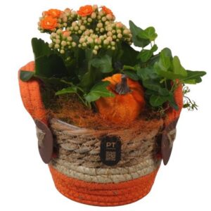 Arrangement kamer PTHI3290 Arrangement Autumn Indoor in rieten mand
(6 Plants/Order)(13cmP 20cmH)